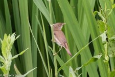 reed warbler-9431.jpg