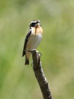 Whinchat.jpg