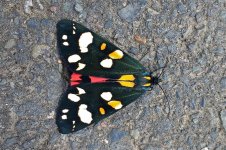 Scarlet Tiger Moth 2017 114245045_HDR.jpg