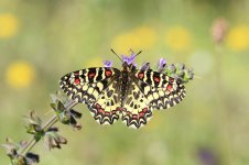 Spanish Festoon sp 5.jpg