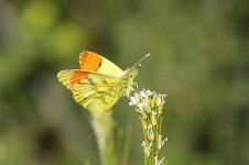 Provence Orange Tip sp 1.jpg