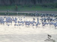 flamingos in cadiz.jpg