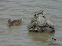 gadwall and pond terrapin in spain.jpg