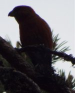 crossbill2.jpg