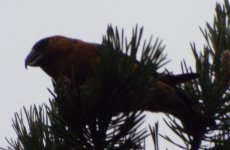 crossbill3.jpg