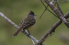 Yellow-bellied Elaenia.jpg