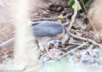 Sparrow Hawk-0999.jpg