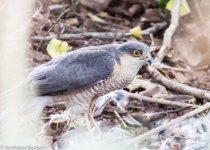 Sparrow Hawk-1011.jpg