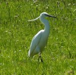 Little egret-Chinn Brook.jpg