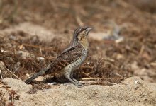 Mike's Wryneck.jpg