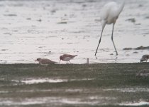 sandplover3a.jpg