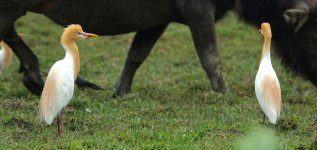 DSC06928 Cattle Egret @ Pui O.JPG