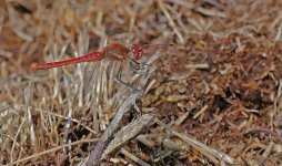 P1640784pse Red-veined Darter Beeston Bog.jpg