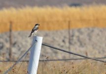 Lesser grey shrike Race track Kalloni SP 120817 Eleni Galinou.JPG