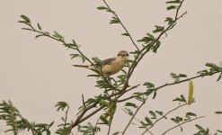 Isabelline Shrike Looking at You.jpg