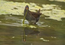 Spotted Crake Looking at You.jpg