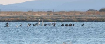 6 dalmatian pelican Kalloni SP 19 July photo  Eleni Galinou.JPG