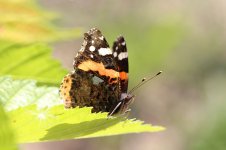 Red Admiral sp 1.jpg