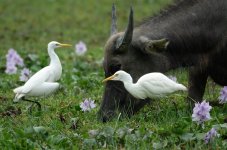 DSC06911 Cattle Egret @ Pui O.JPG