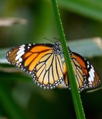 DSC06880 Mating Monarchs @ Pui O.jpg