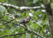 brown bullfinch.JPG