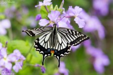 Swallowtail,Southern_001.jpg