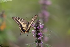 Swallowtail,Old_World_002.jpg