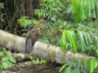 Hoatzin kl.jpg