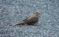 Brown Cuckoo-dove - cropped.jpg