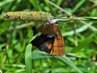 Brown Hairstreak.JPG