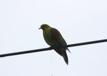 wb green pigeon.JPG