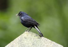 white tailed robin.JPG