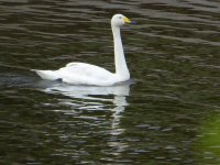 swan-id-1.JPG