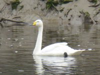 swan-id-2.JPG