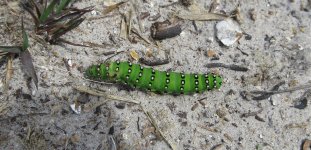 Emperor Moth Saturnia pavonia.jpg