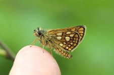 Chequered Skipper lt 1.jpg