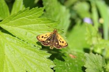 Northern Chequered Skipper lt 6.jpg