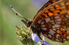 Small Pearl-bordered Fritillary lt 1.jpg