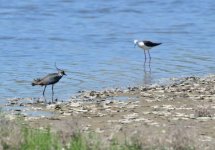 Lapwing Kalloni SP Eleni Galinou 070617.JPG