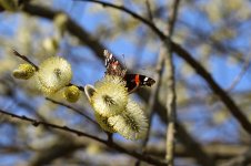 Red Admiral lt 1.jpg