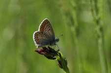 Brown Argus lt 1.jpg