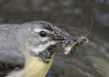 Grey Wagtail Jun 17_10.jpg