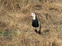 Long-toed Lapwing klein.jpg