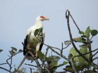 Palmnut Vulture klein.jpg