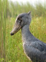 Shoebill1 klein.jpg