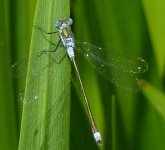 Emerald Dfly-N Moors.jpg