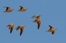 20170406 (7)_Crowned_Sandgrouse.JPG