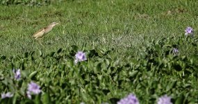 DSC07122 Yellow Bittern @ Pui O.JPG