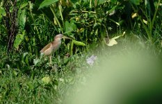 DSC07166 Yellow Bittern @ Pui O.JPG