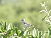 Eastern Olivaceous Warbler Vrachos.jpg